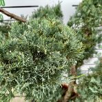 Borievka viržínska (Juniperus virginiana) ´GREY OWL´ - výška 120-140 cm, kont. C40L - BONSAJ - DECO MISA